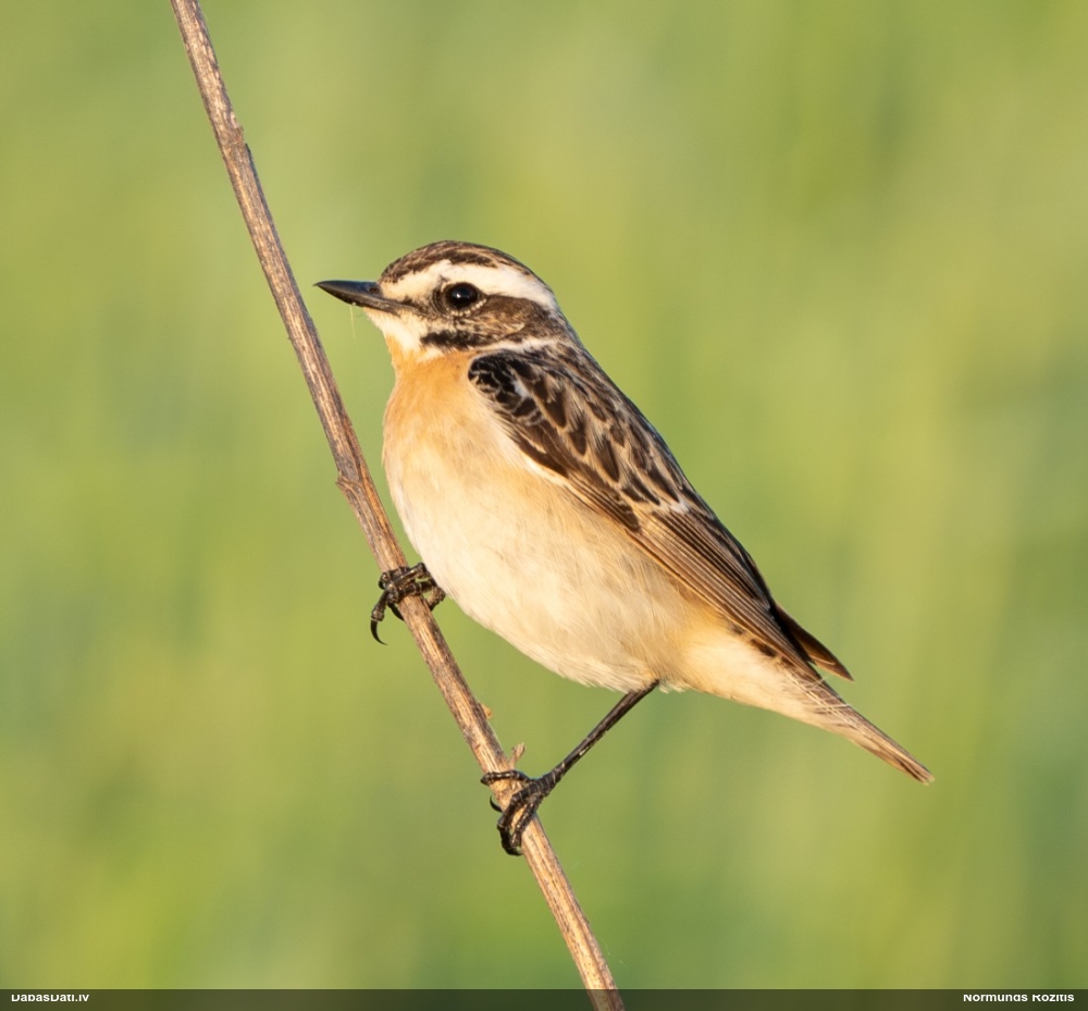 луговой чекан