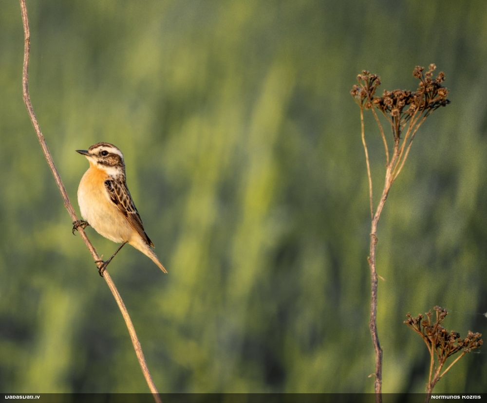 луговой чекан