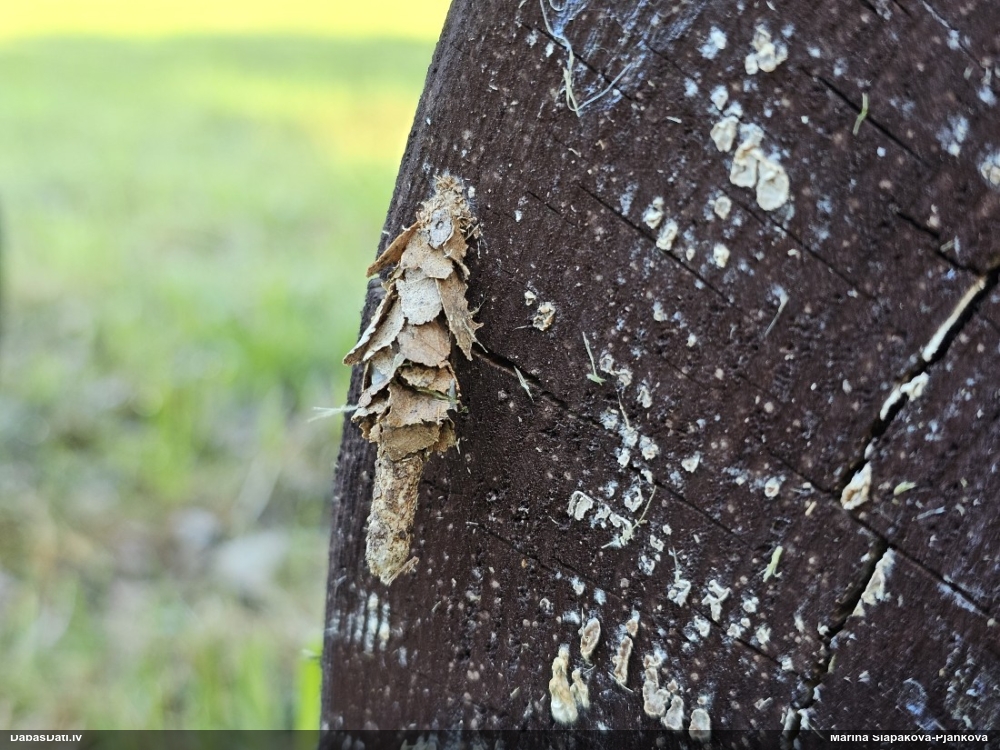 Lielais zāļmakstnesis
