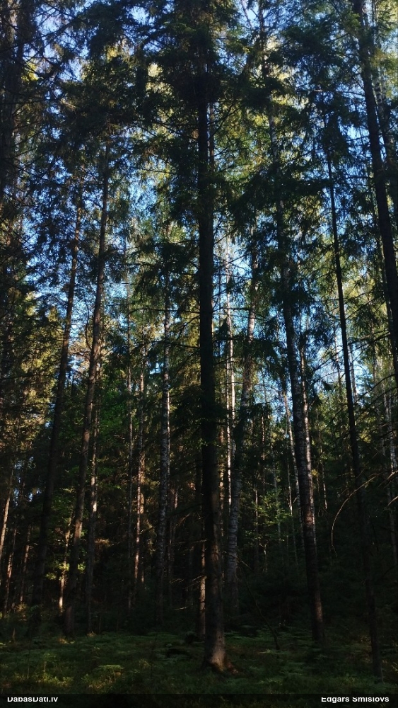 тетеревятник