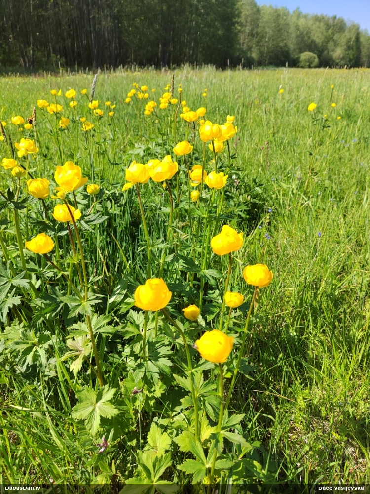 купальница европейская