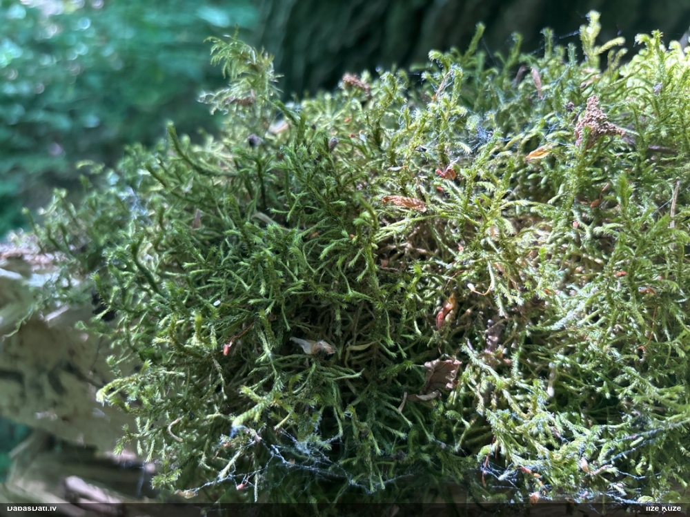 Nokarenā stardzīslene