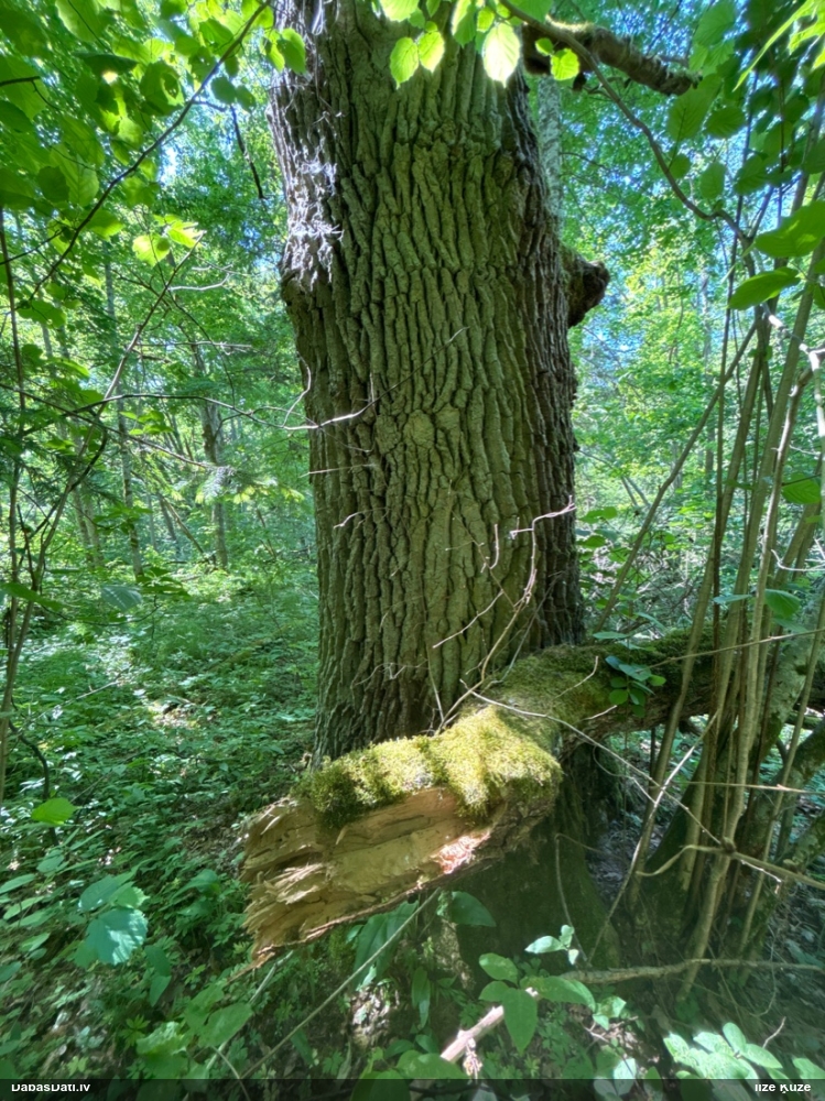 Nokarenā stardzīslene