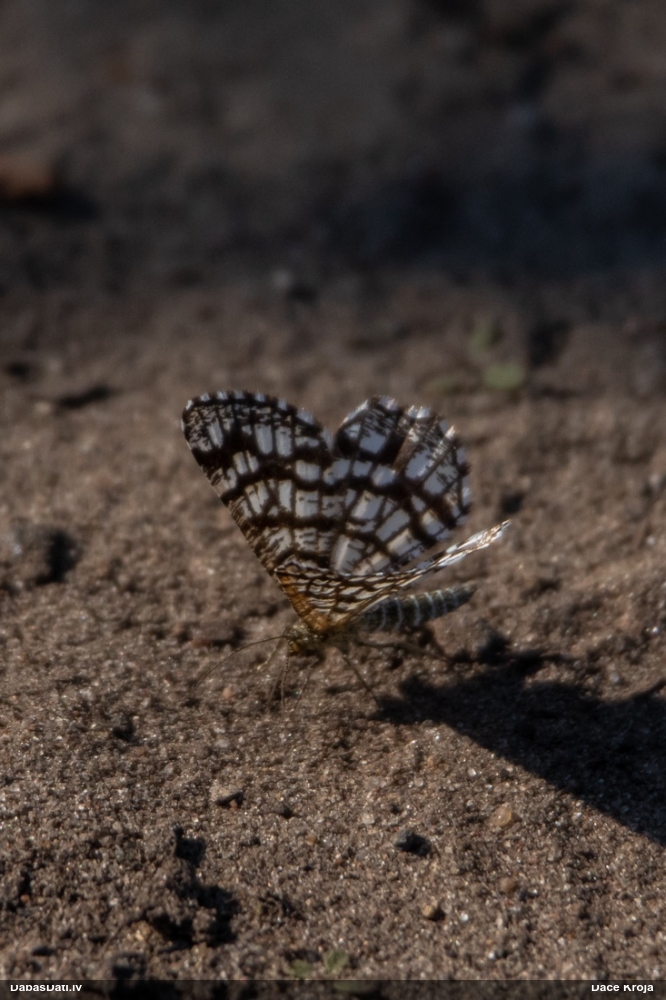 Āboliņa sprīžmetis
