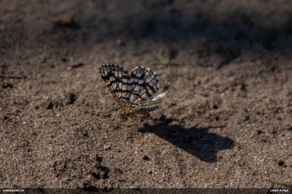 Āboliņa sprīžmetis
