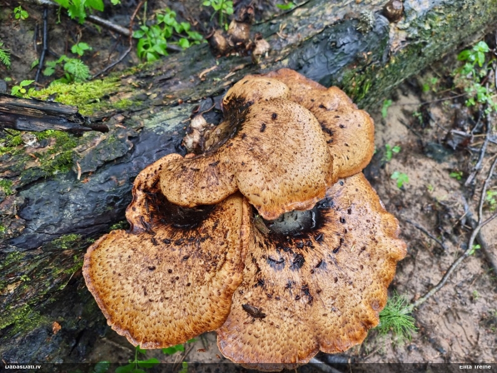 Zvīņainā kātiņpiepe