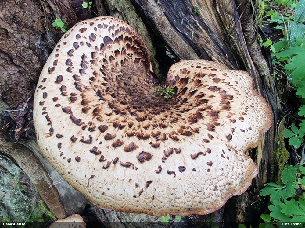 Zvīņainā kātiņpiepe