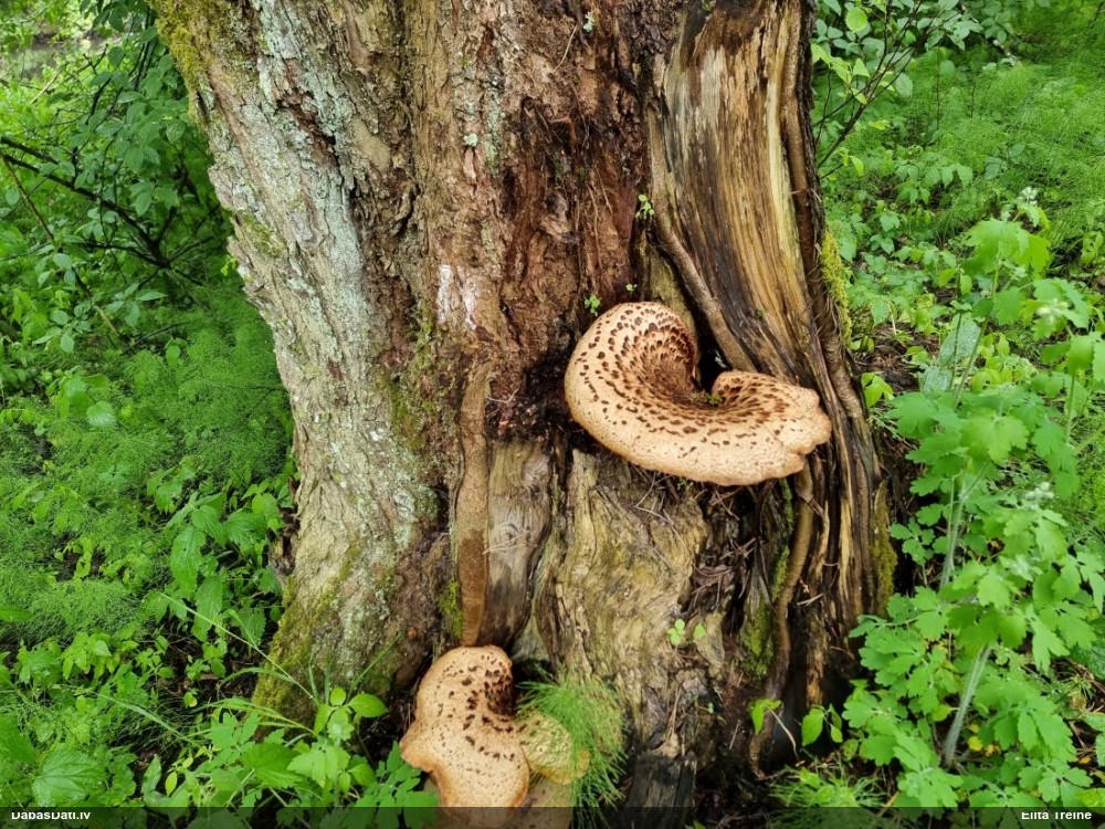 Zvīņainā kātiņpiepe