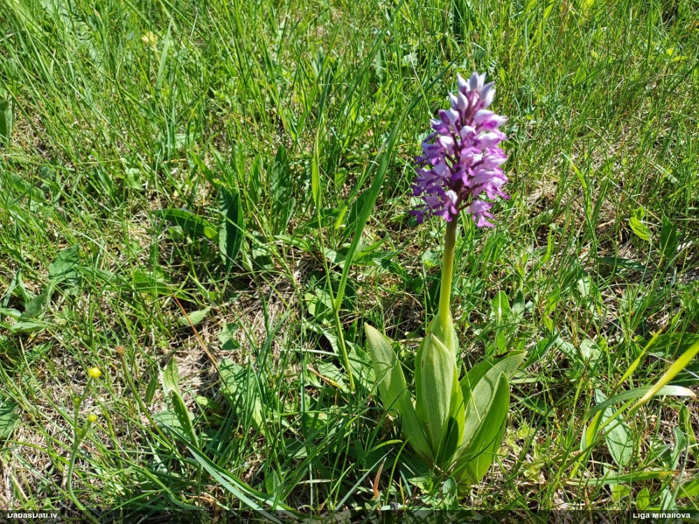 ятрышник шлемовидный