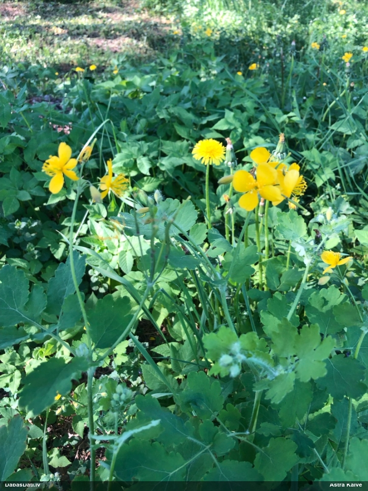 чистотел большой