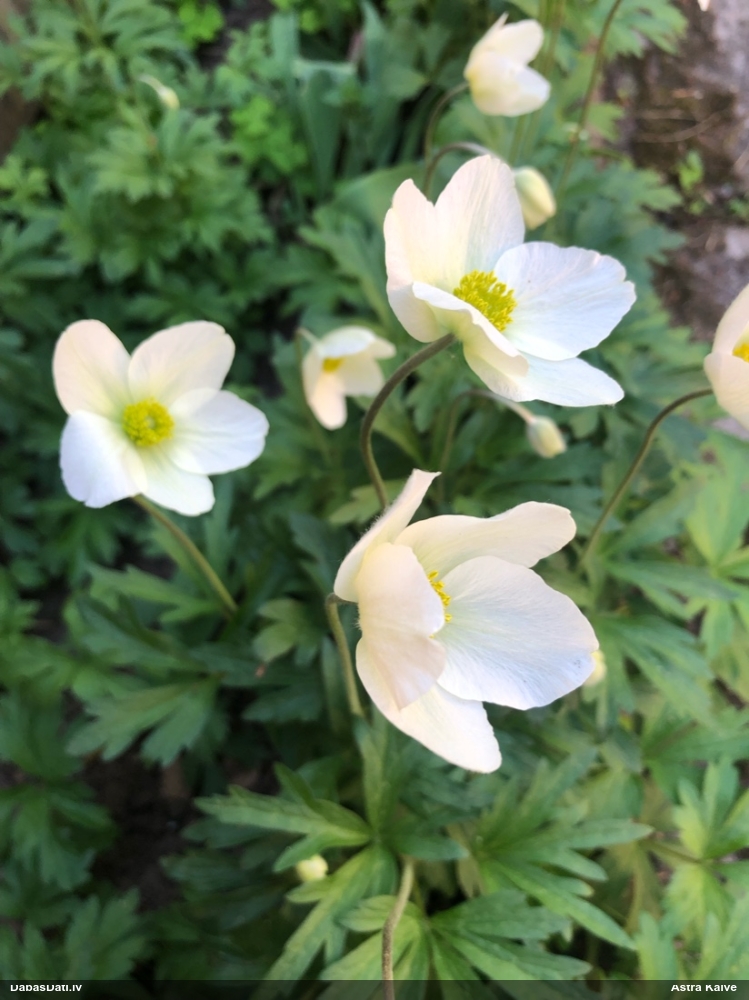 Meža (Daugavas) vizbulis