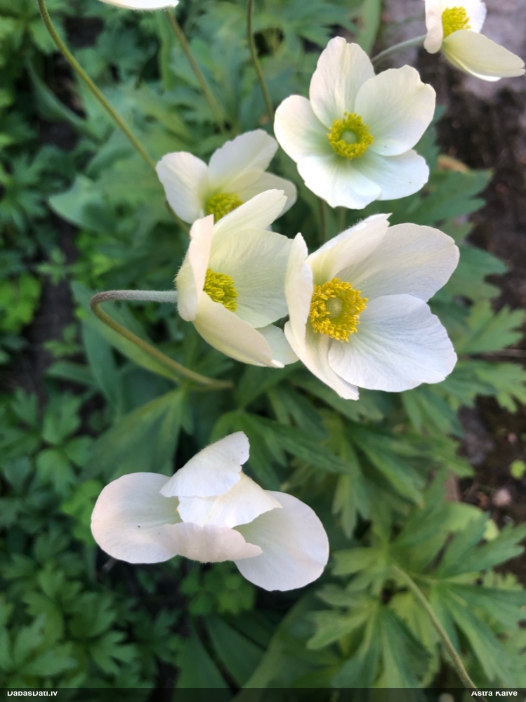 Meža (Daugavas) vizbulis