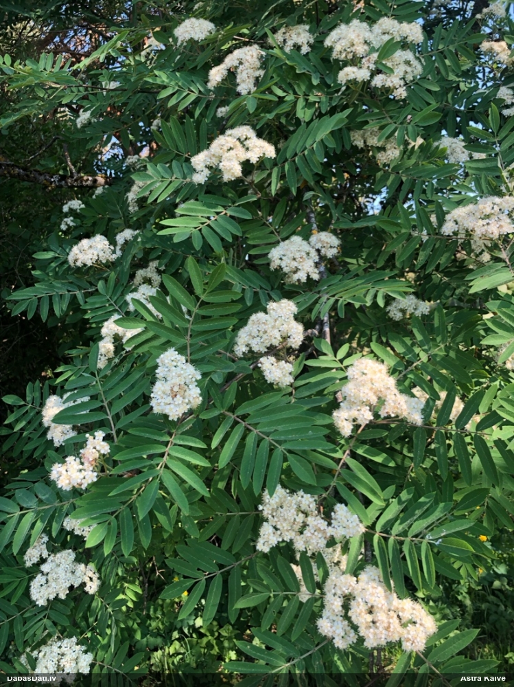 Parastais pīlādzis