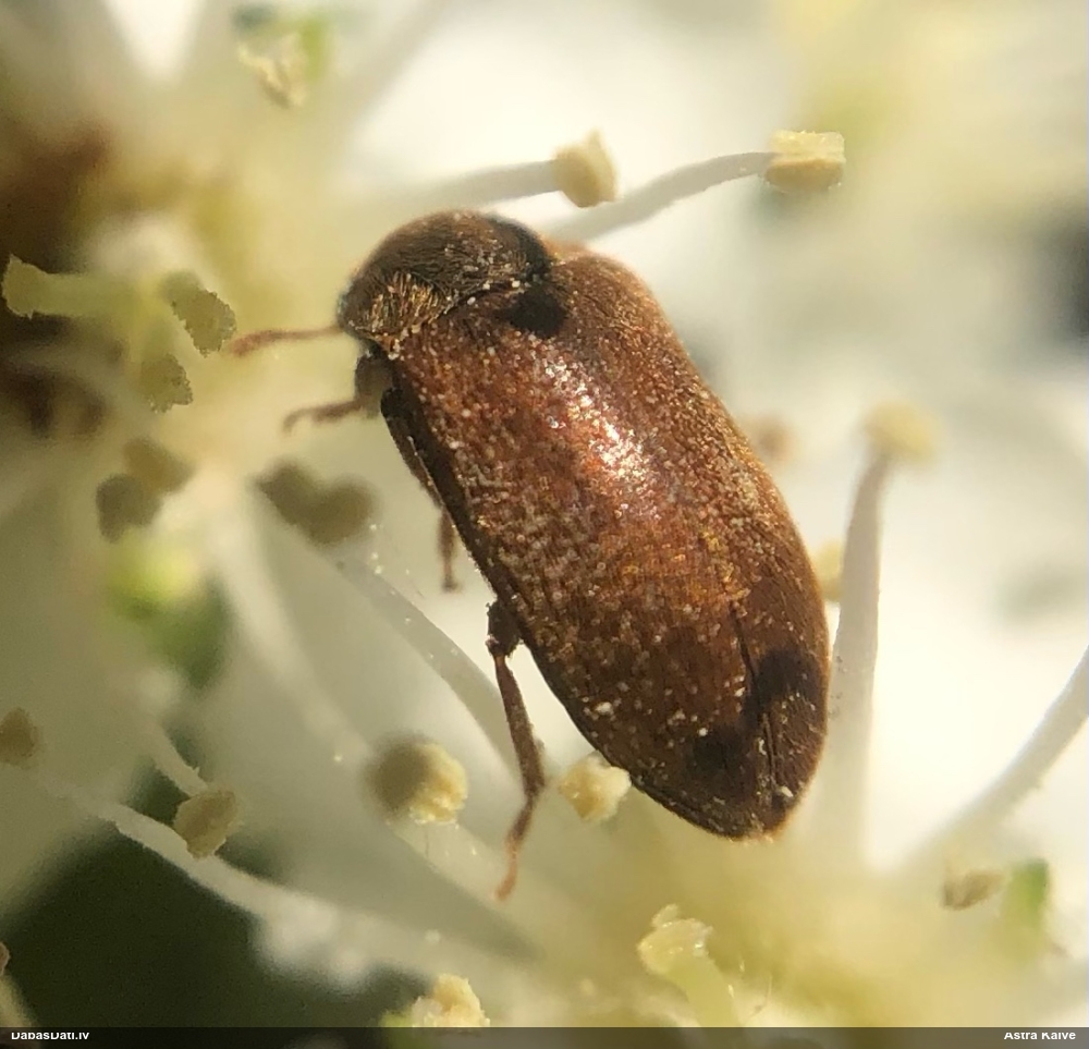 Aveņvabole Byturus sp.