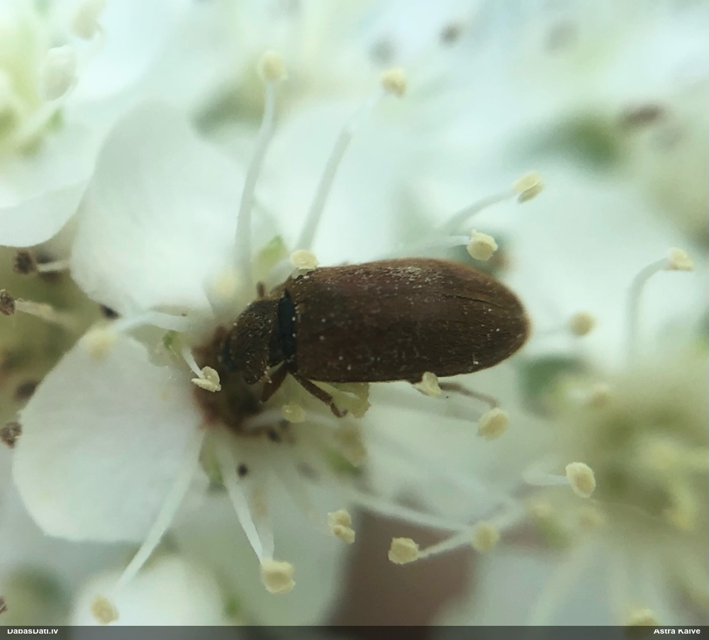 Aveņvabole Byturus sp.