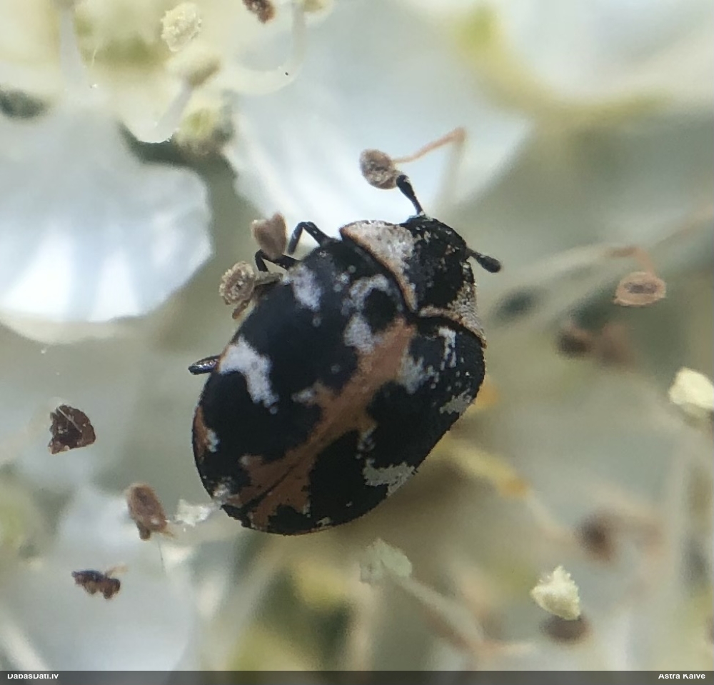 Ādgrauzis Anthrenus scrophulariae