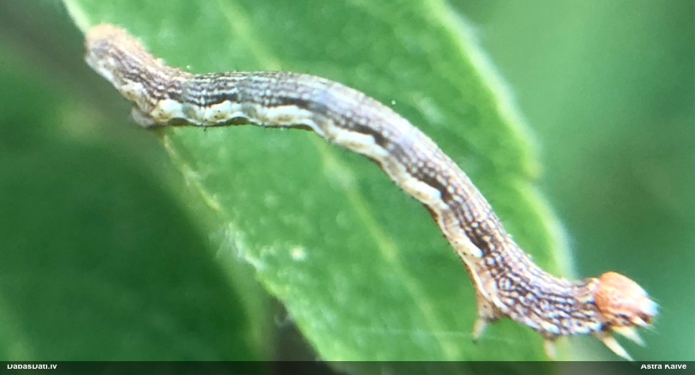 Пяденица-обдирало