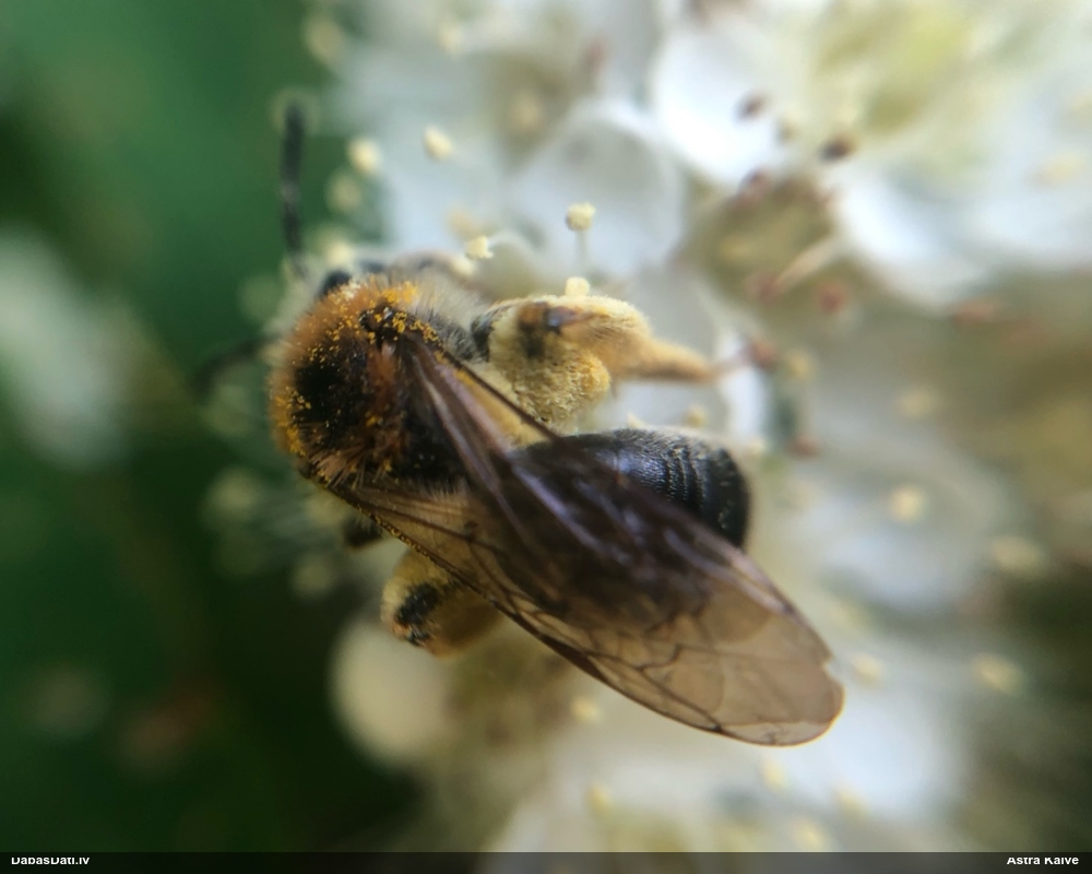 Smilšbite Andrena haemorrhoa