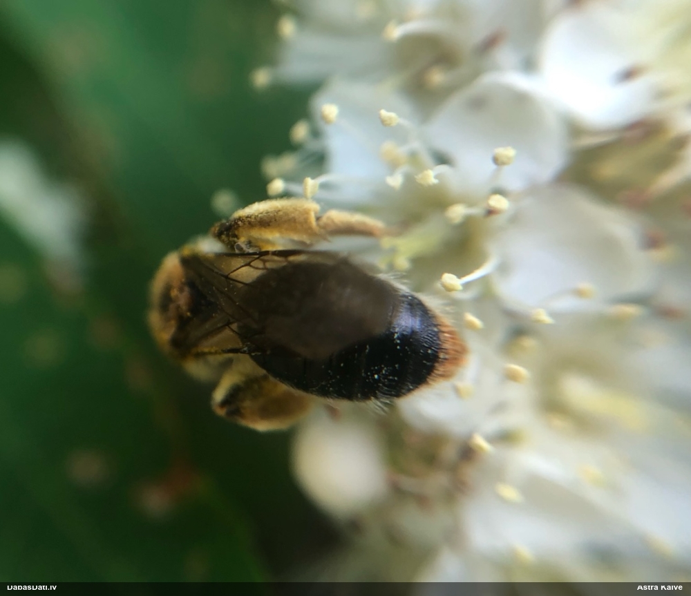 Smilšbite Andrena haemorrhoa