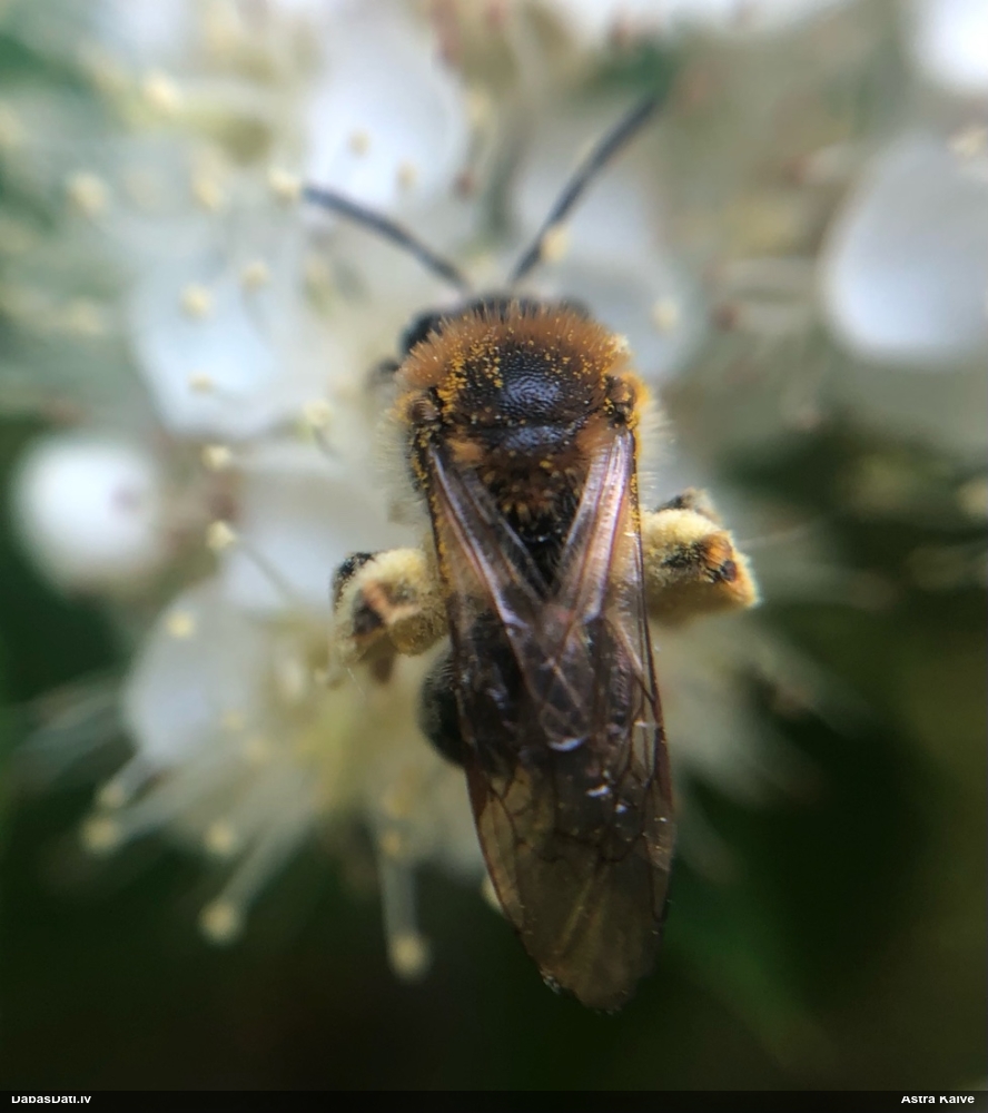 Smilšbite Andrena haemorrhoa