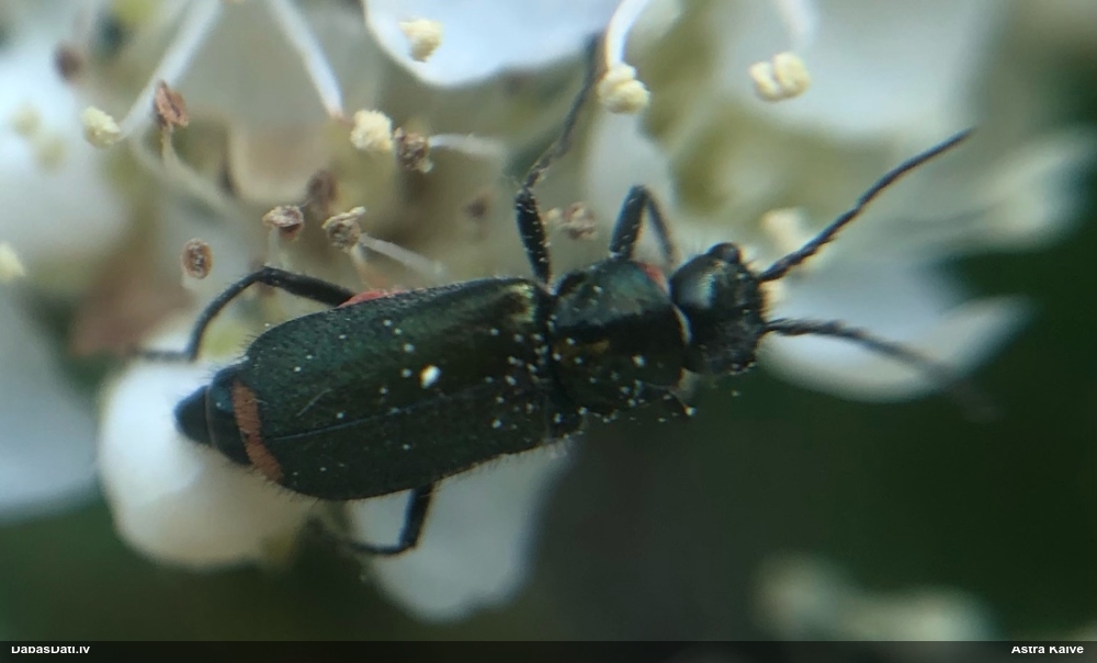Māņmīkstspārnis Malachius bipustulatus