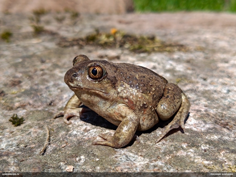 обыкновенная чесночница