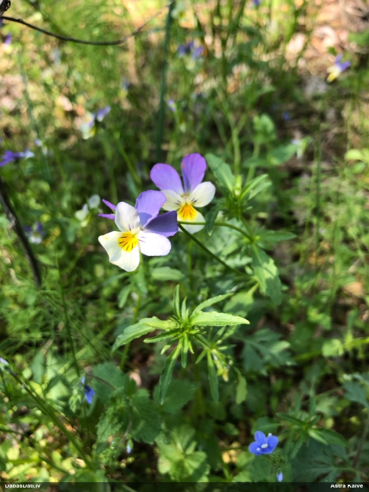 фиалка трехцветная