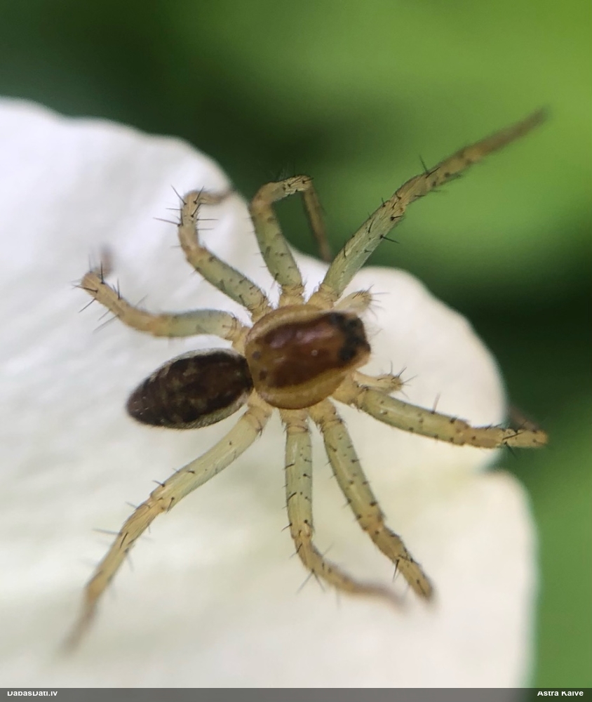 Zirneklis (nenoteikts)