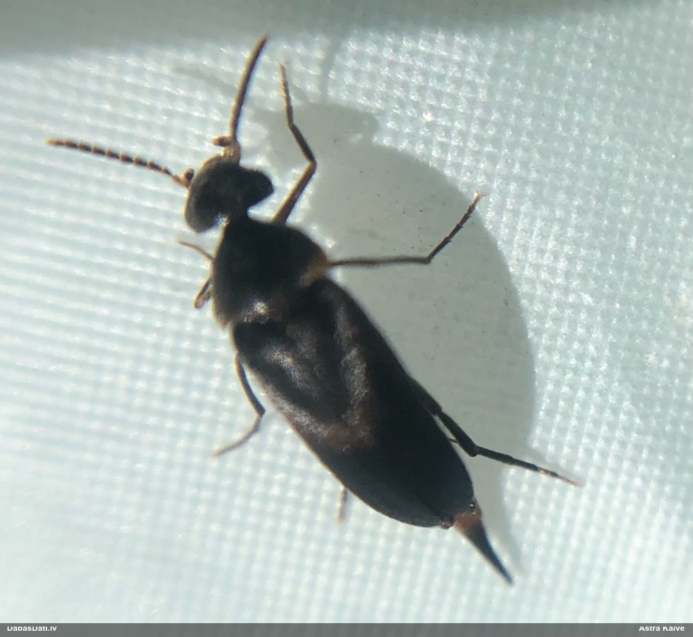 Smailvēderis (nenoteikts)