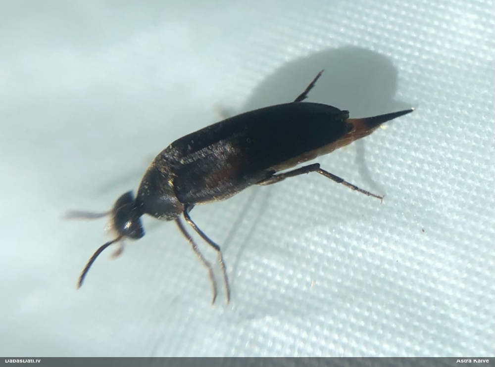 Smailvēderis (nenoteikts)