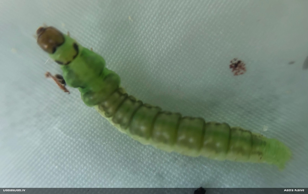 Kukainis (nenoteikts)