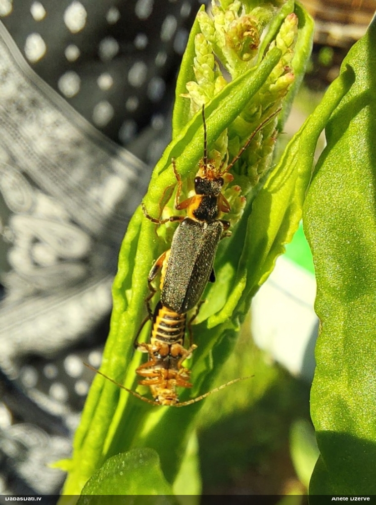 Mīkstspārnis Cantharis nigricans