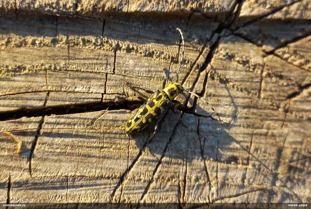 Dzeltenrakstainais lapkoku koksngrauzis