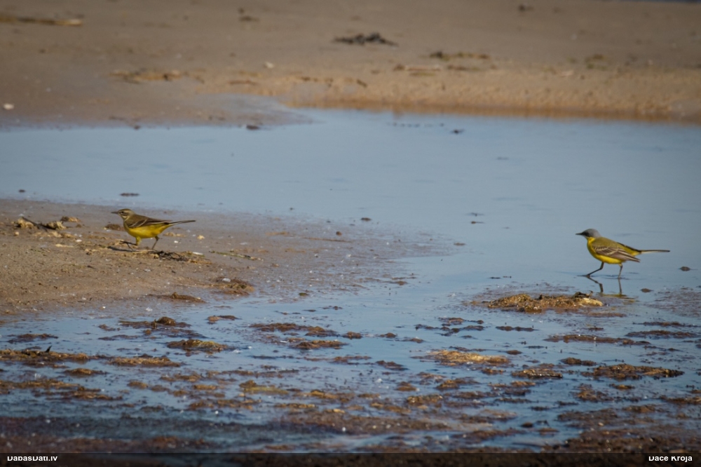 желтая трясогузка