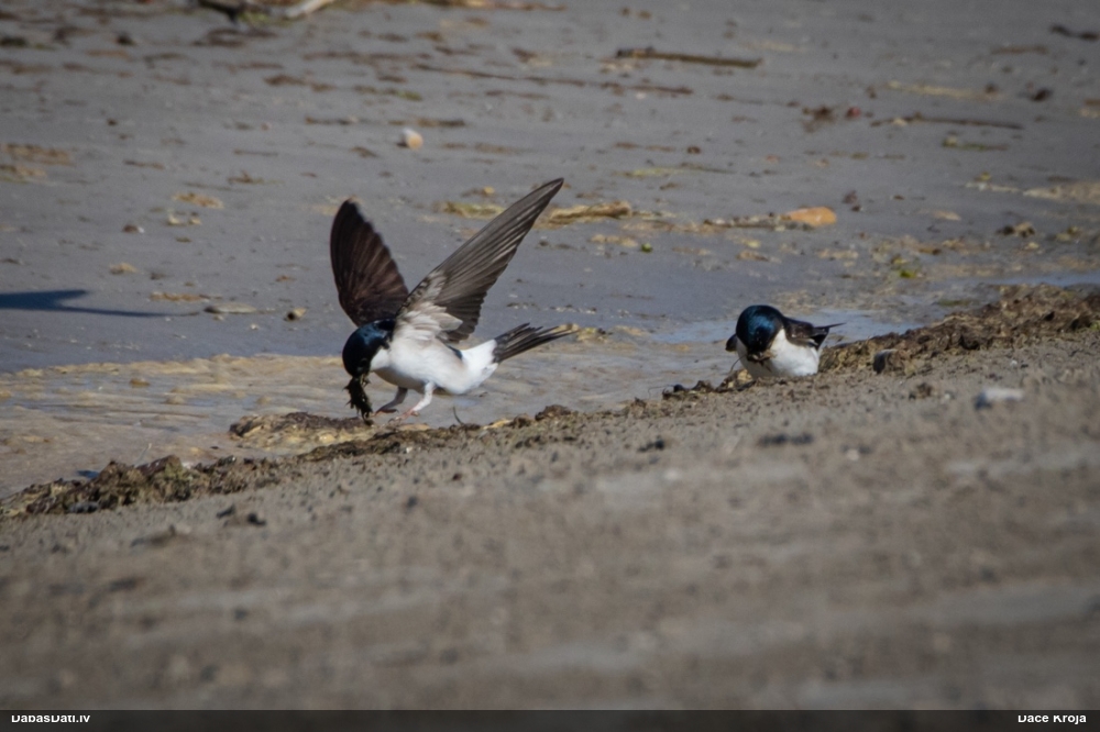 городская ласточка