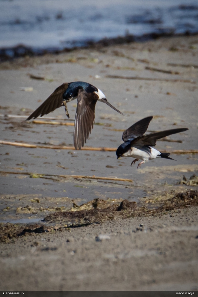 городская ласточка