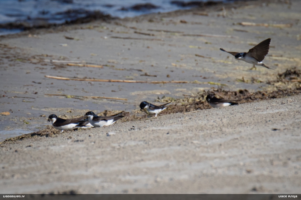 городская ласточка