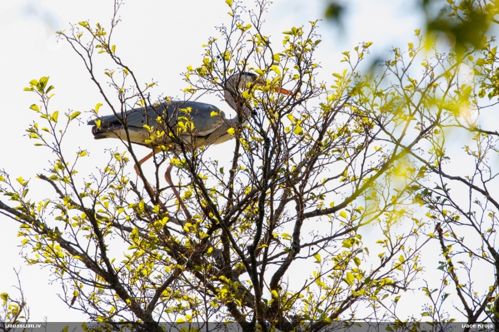серая цапля