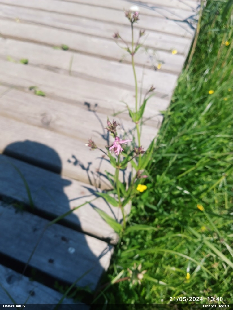 горицвет кукушкин