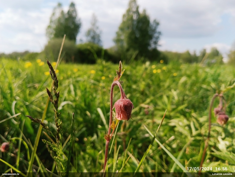 гравилат речной