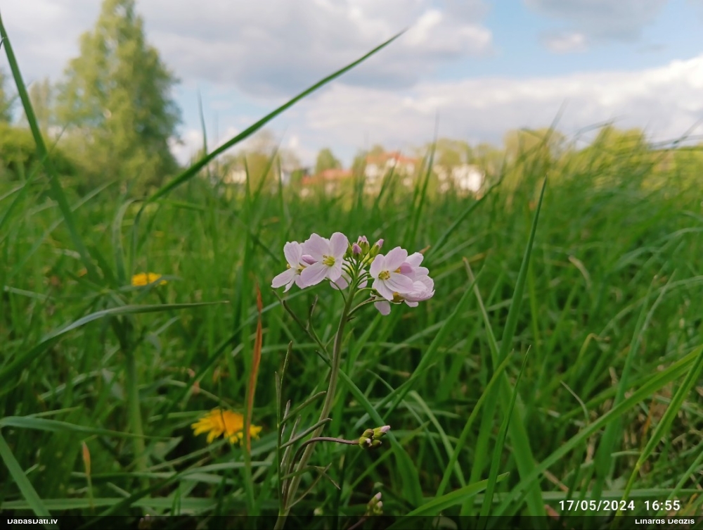 сердечник луговой