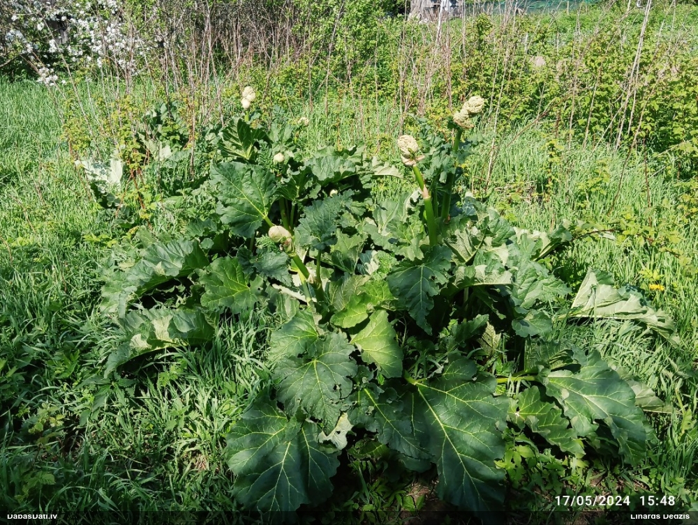 ревень обыкновенный