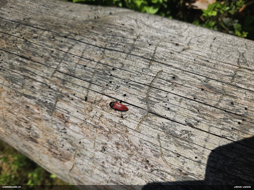 Sprakšķis Ampedus sanguineus