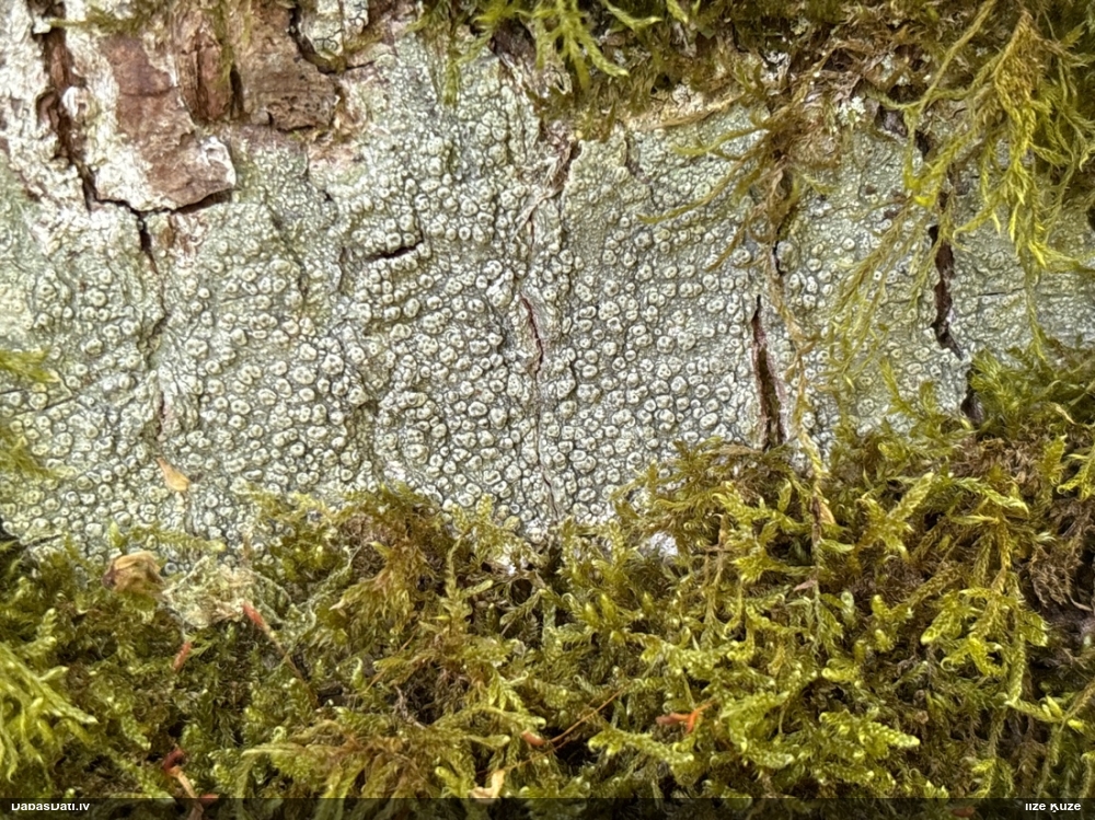 Caurumainā pertuzārija