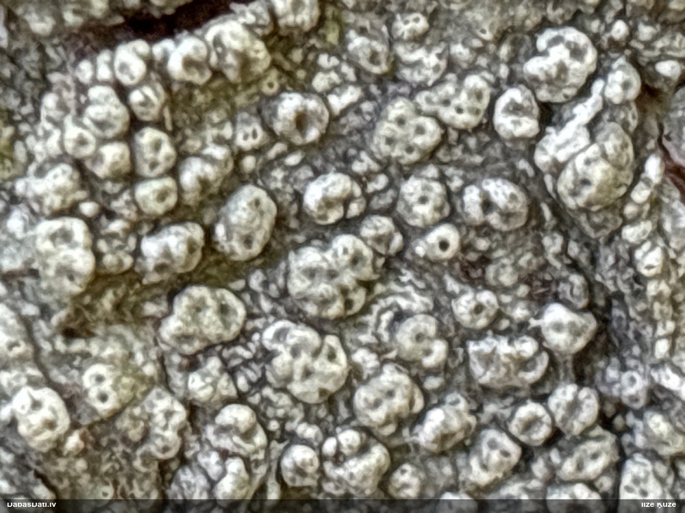 Caurumainā pertuzārija