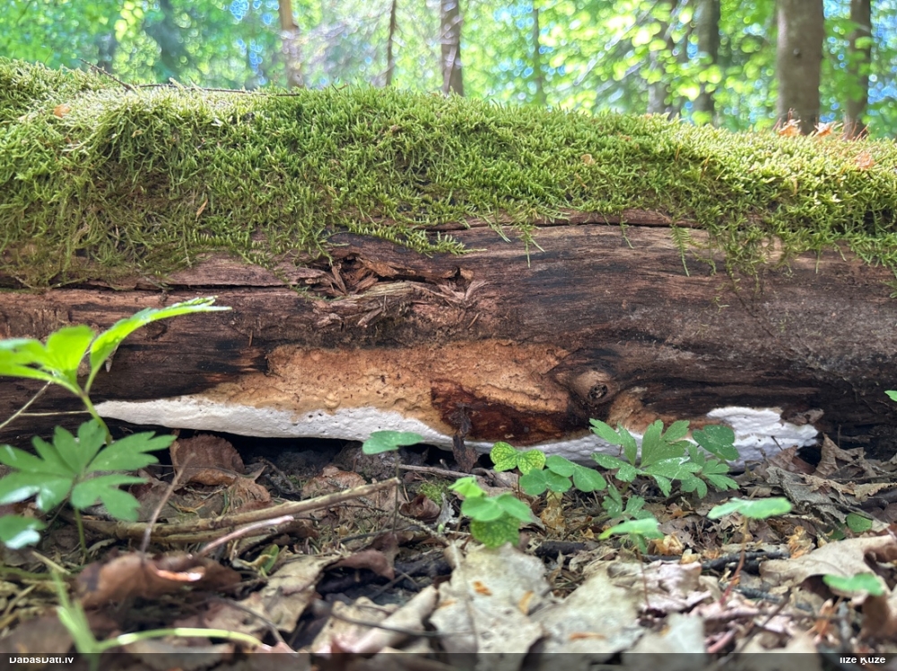 Spilvenveida antrodija