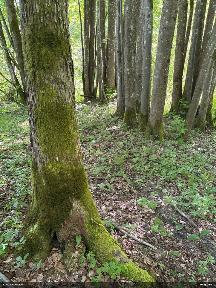 Plakanlapu porenīte
