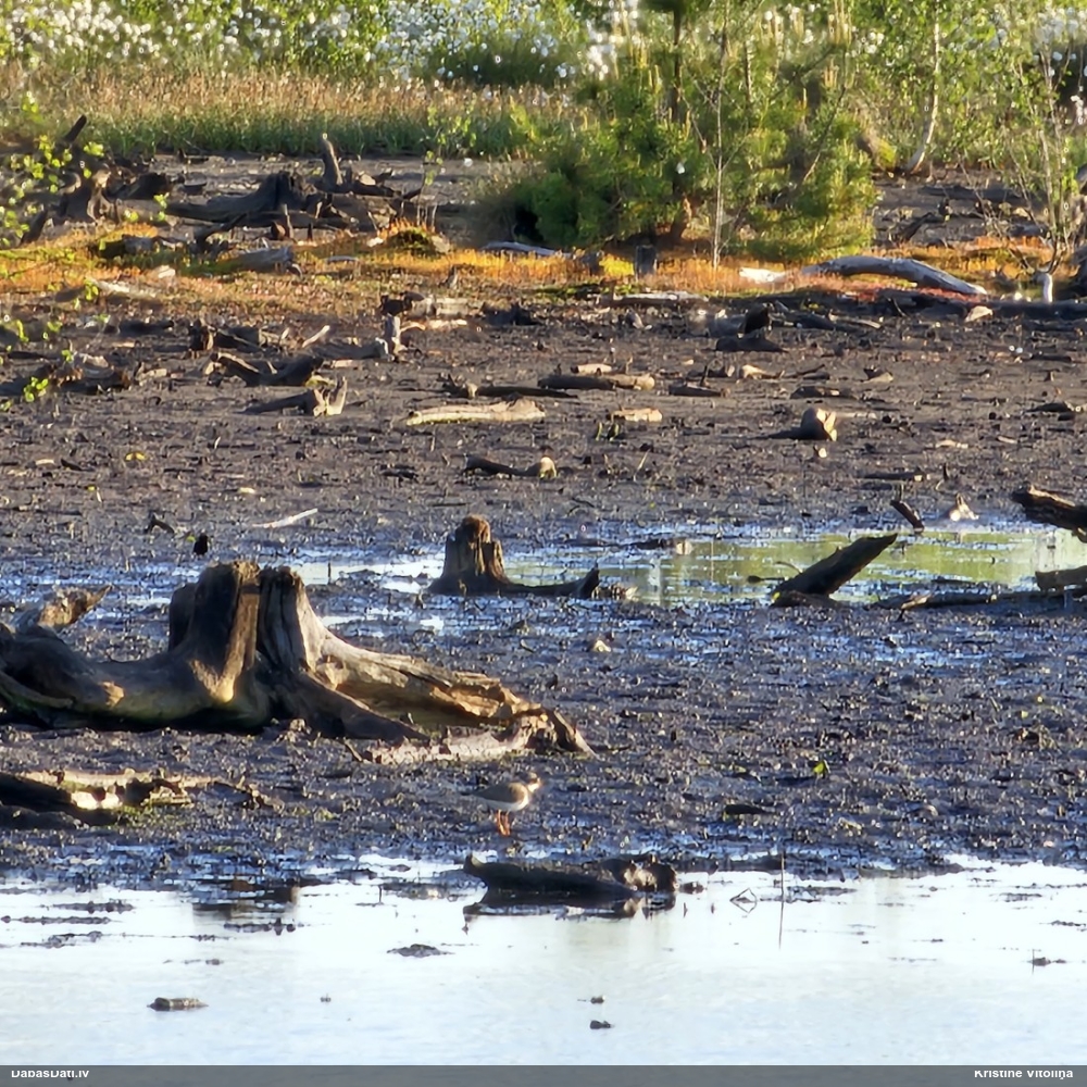 галстучник