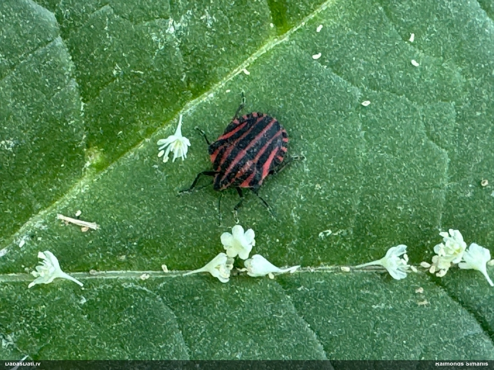 Svītrainā vairogblakts