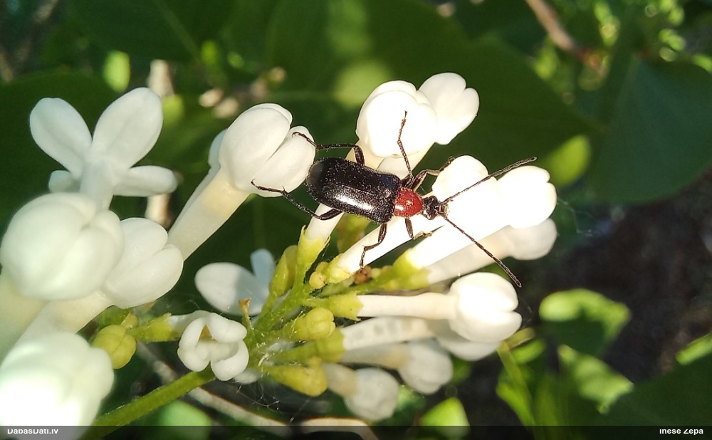 Koksngrauzis Dinoptera collaris